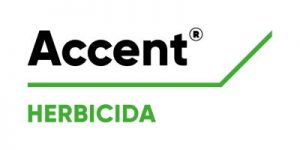 ACCENT 100 GRS